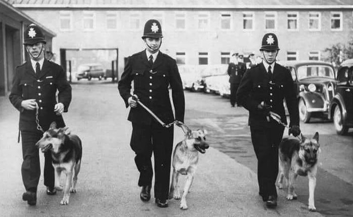 police officers walking police dogs down street
black and white photo