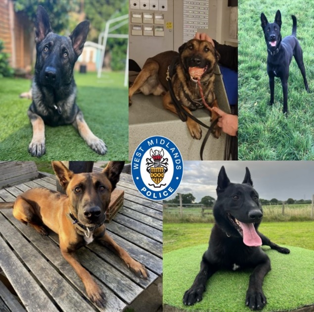 collage of modern police dogs