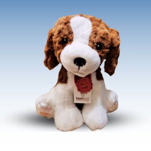 Spaniel puppy